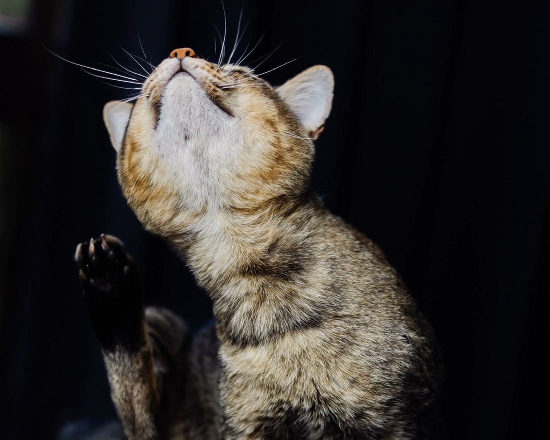 Stop the Itch: How to Protect Your Pet from Fleas