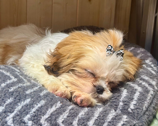 New Puppy Tips