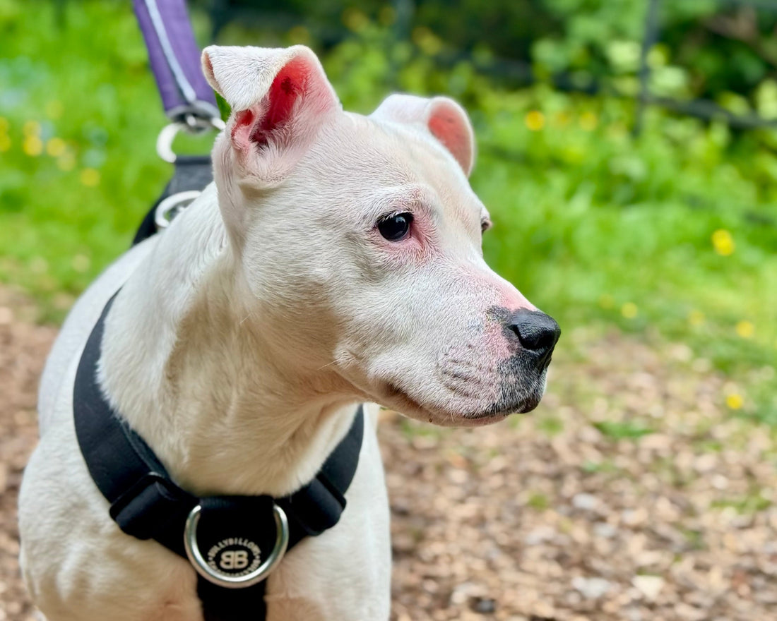 Top Tips to Help Your Pet Beat the Heat This Summer