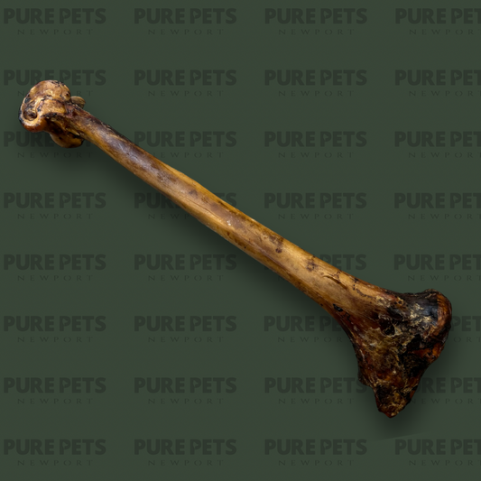 Ostrich Caveman Bone (over 50cm)