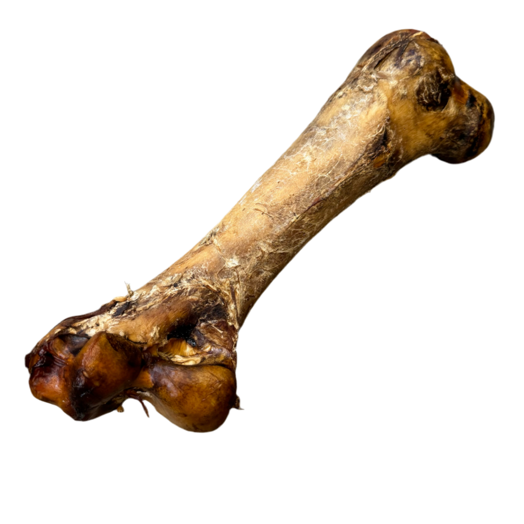 Ostrich Dino Bone