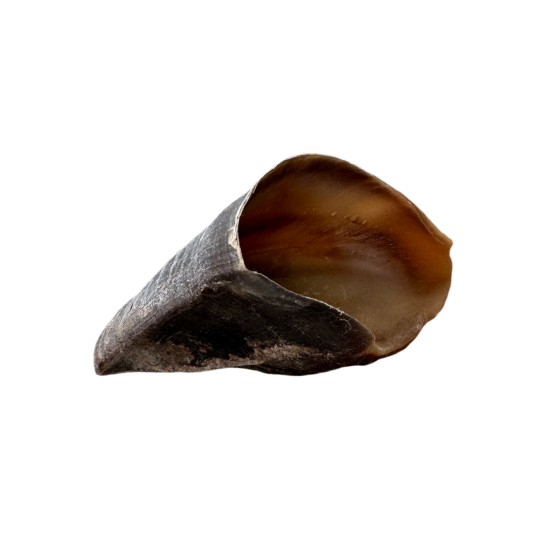 Cow Hoof
