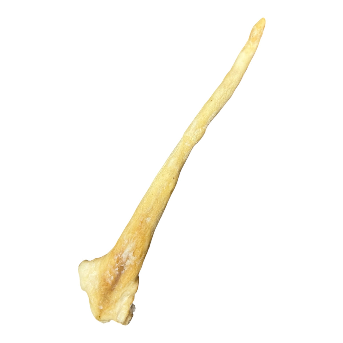 Lamb Tail