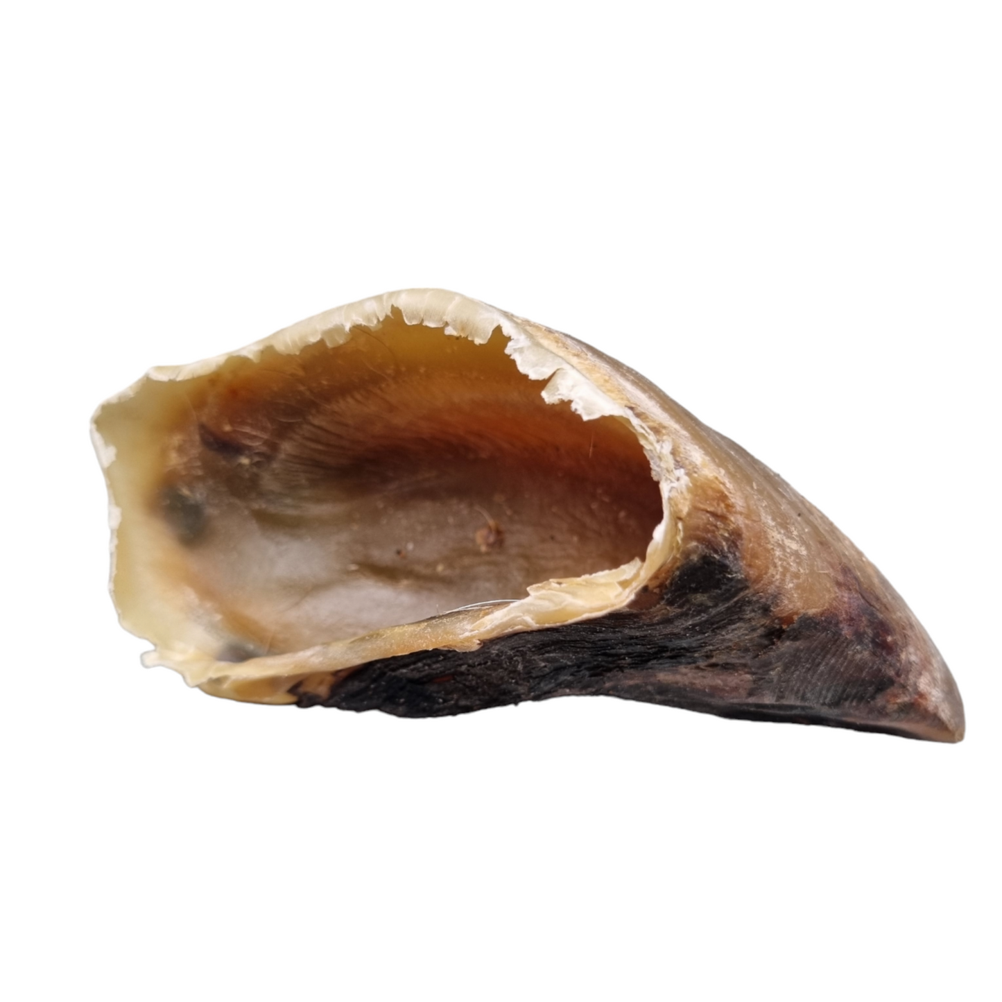 Cow Hoof - Empty (1pcs)