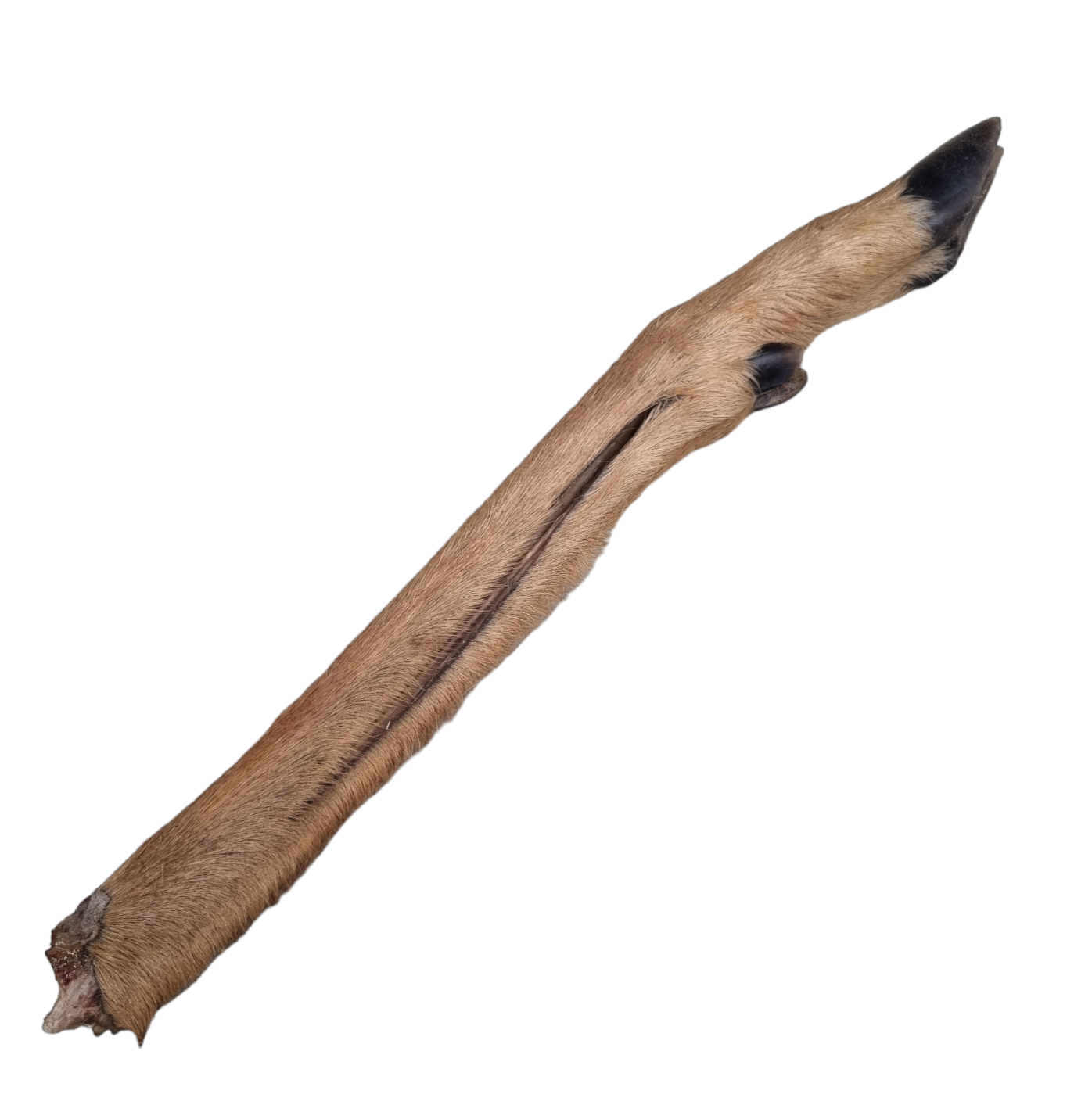 Hairy Roe Deer Leg (1pcs)