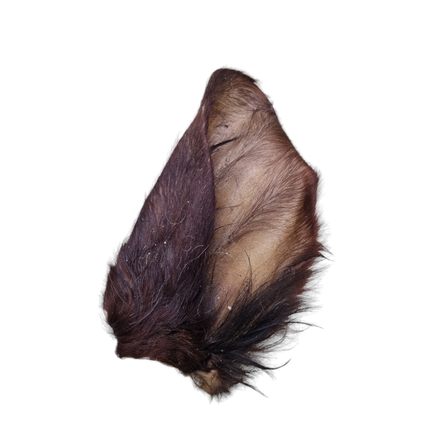 Hairy Cow Ear