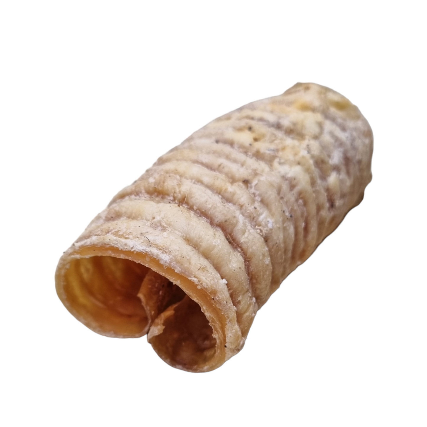 Buffalo Trachea (1pcs)