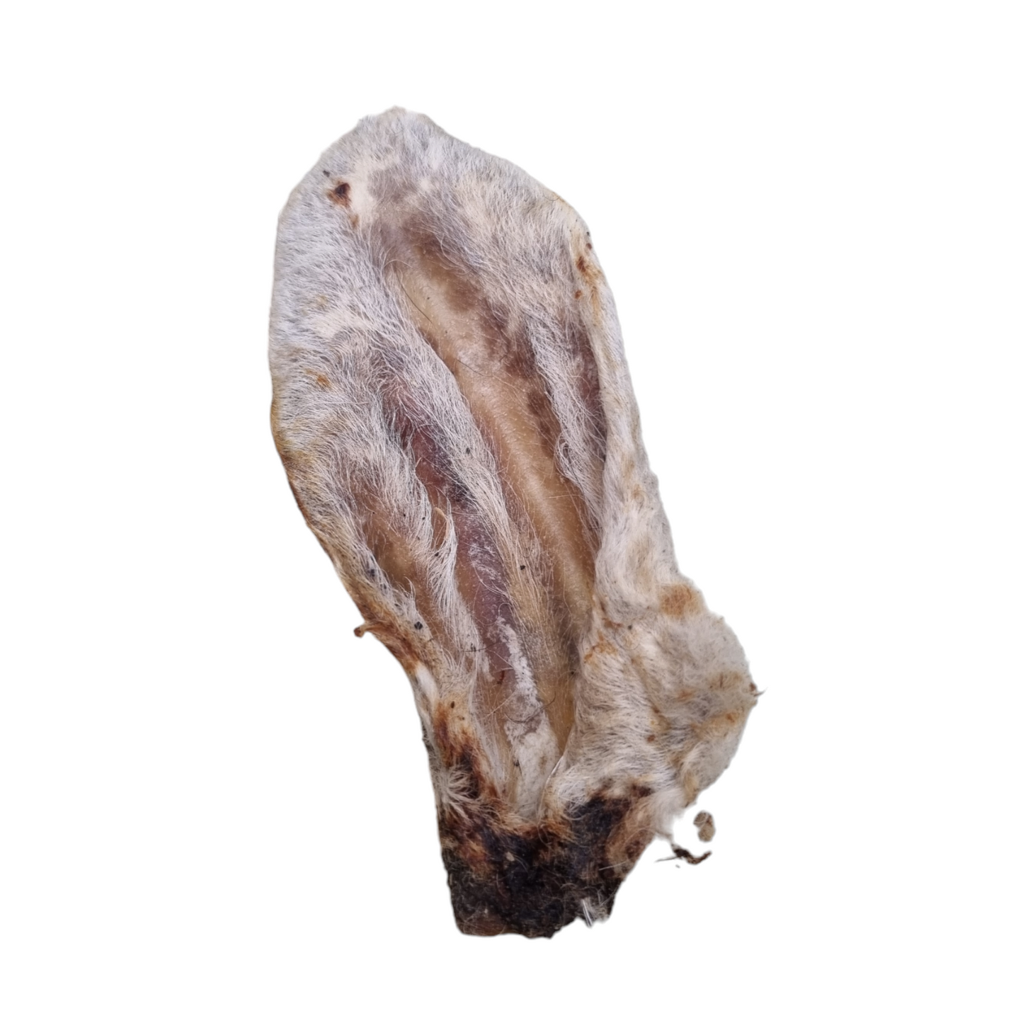 Hairy Lamb Ear