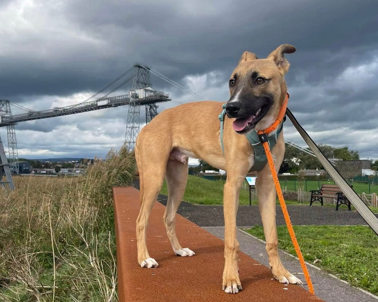 Newport City Dogs Home