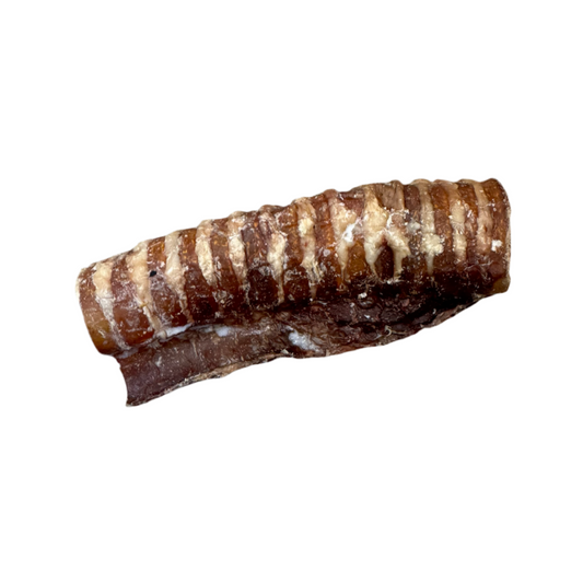 Medium Beef Trachea