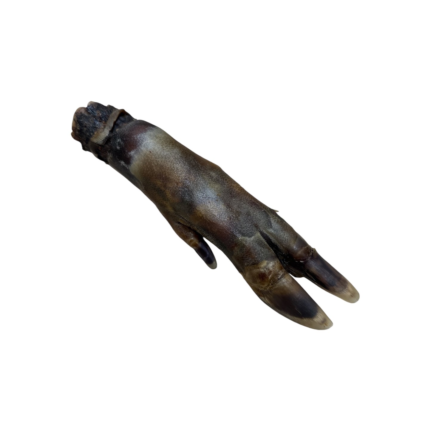 Wild Boar Trotter