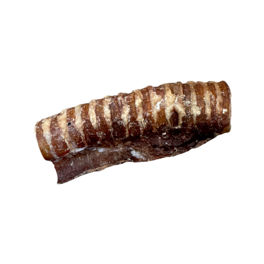 Beef Trachea