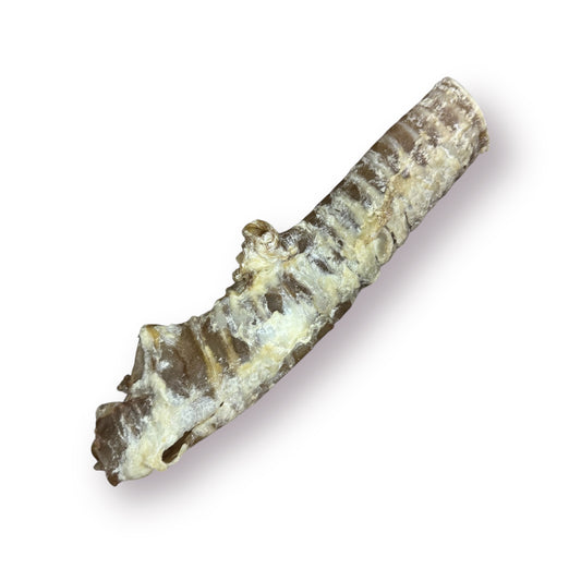 Beef Trachea - Large