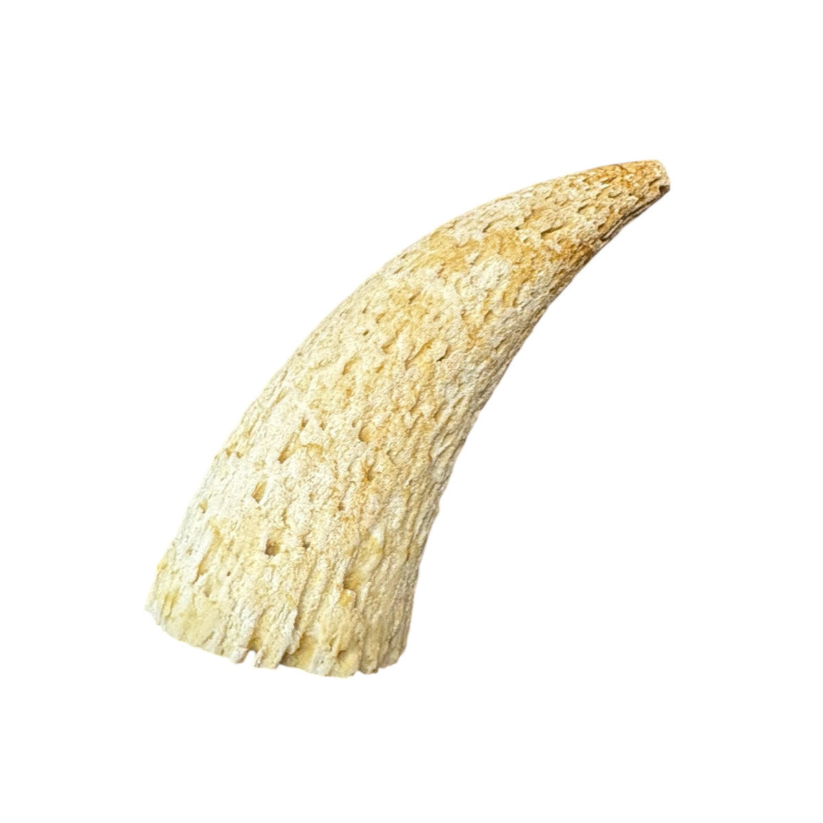 Cow Horn Marrow