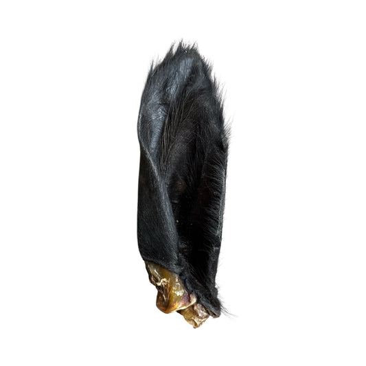 Hairy Buffalo Ear