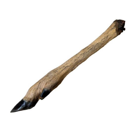 Hairy Roe Deer Leg