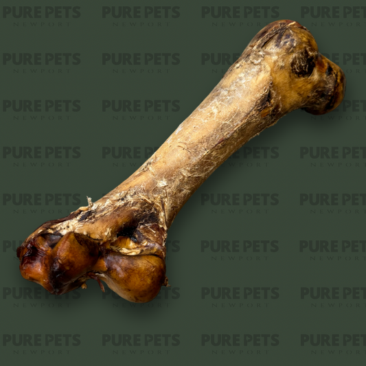 Ostrich Dino Bone