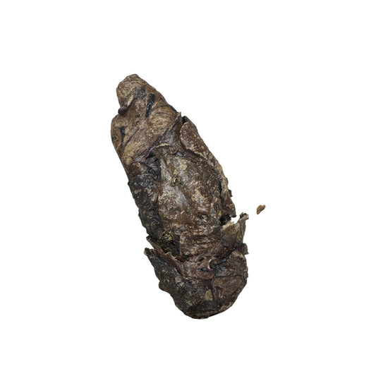 Wrapped Buffalo Trachea
