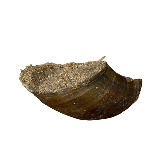 Cow Hoof - Filled with Meal & Bonemeal