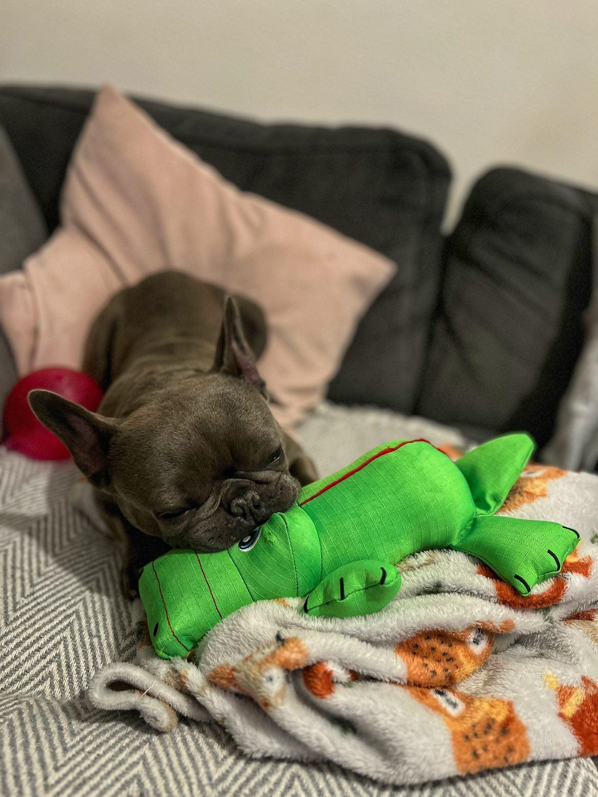 Louie & his KONG Ultra Alligator