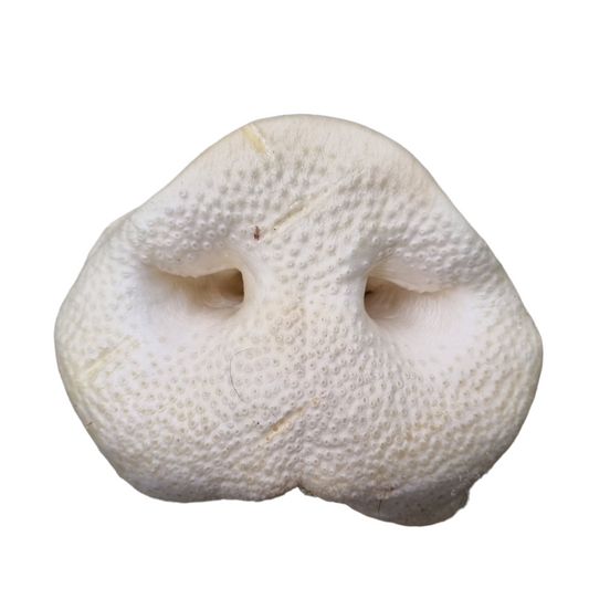 Puffed Pig Snout (1pcs)