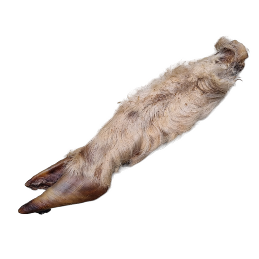 Hairy Lamb Trotter